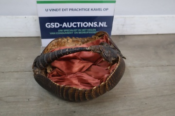 Afbeelding van Gedroogde pantser of de schaal van een gordeldier