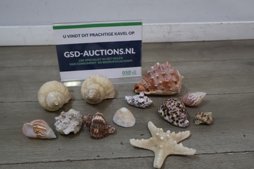 Afbeelding van Collectie diverse schelpen en zeester
