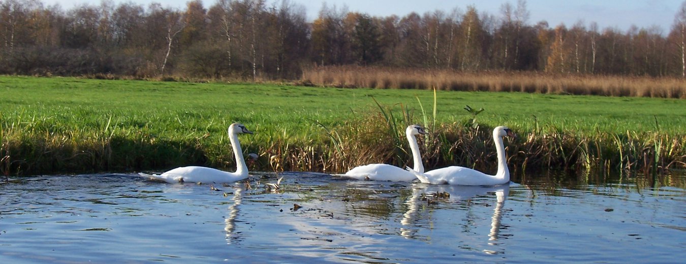 zwanen in het water