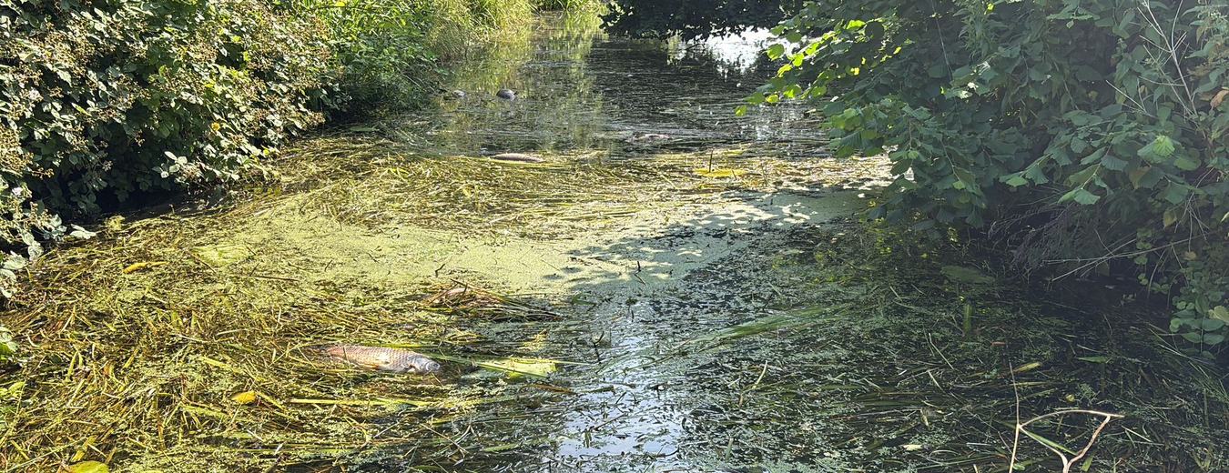 Gras en dode karpers polderpark Cronesteyn in watergang