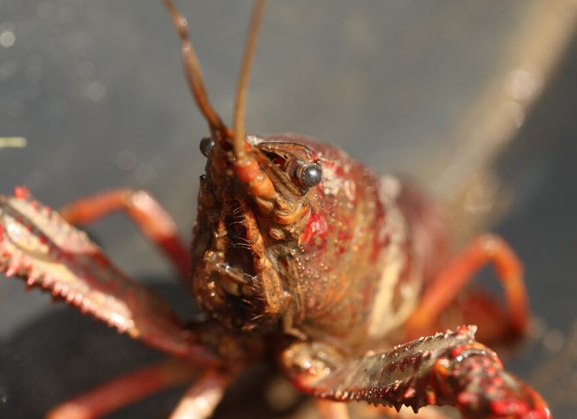 Closeup afbeelding van een rode Amerikaanse rivierkreeft
