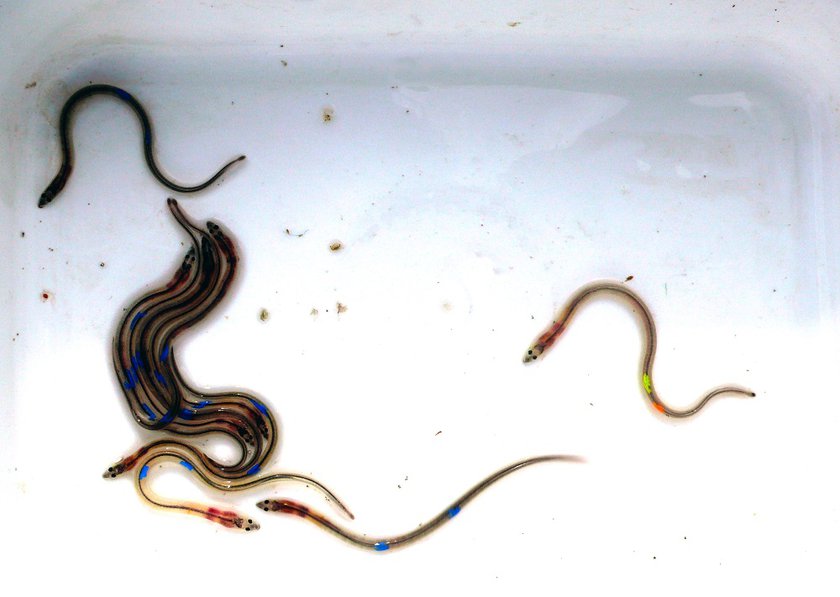 closeup glasalen