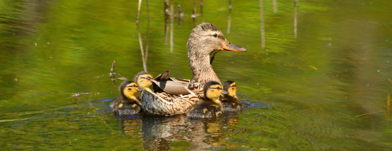 jonge eendjes