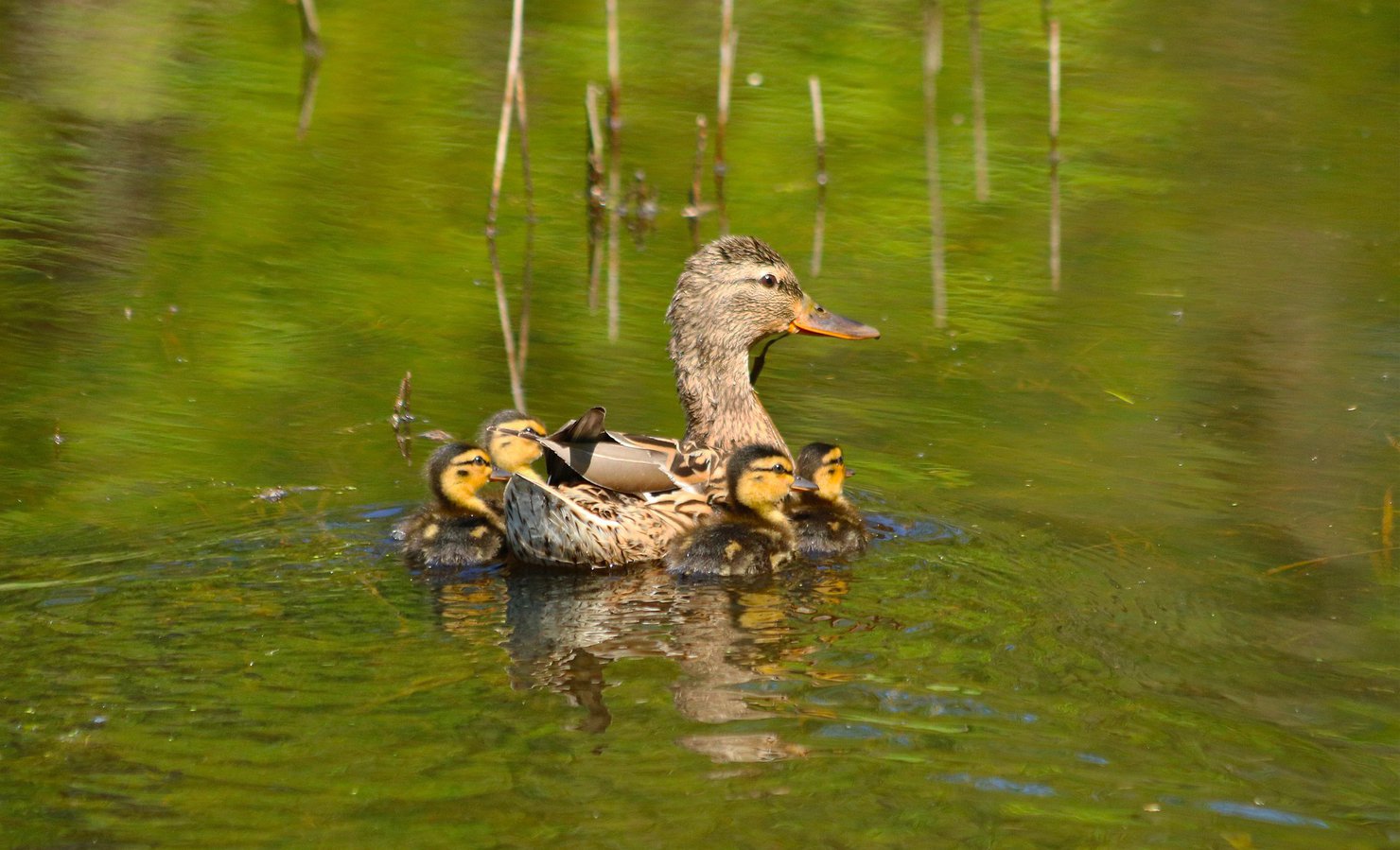 jonge eendjes