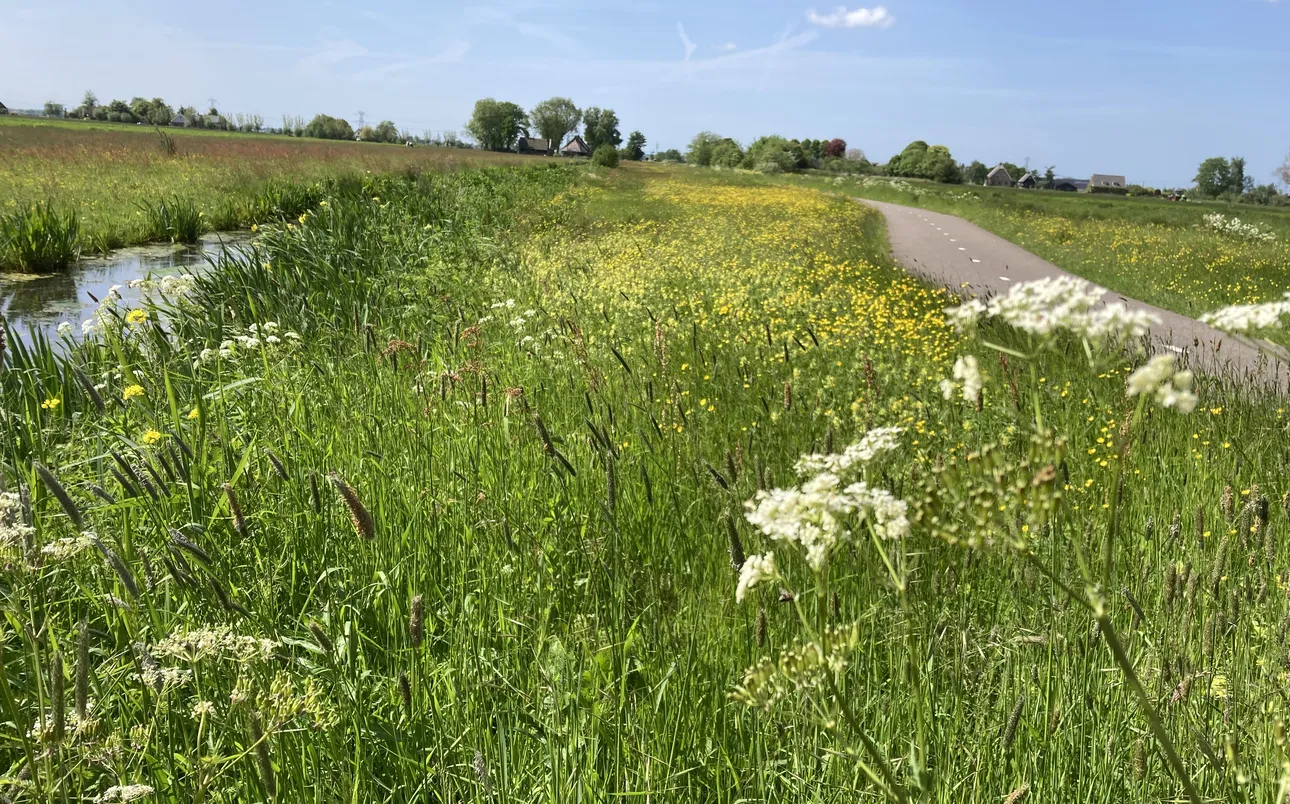 Bloemrijke bermen