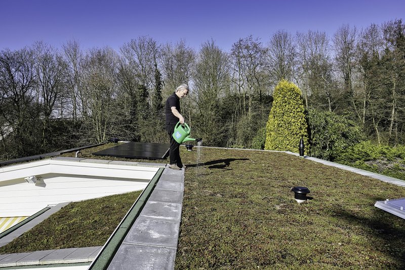 Groen dak