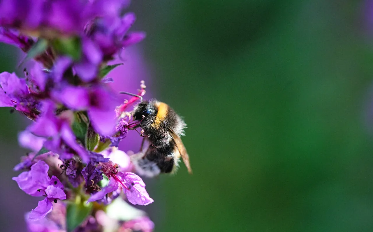 Hommel