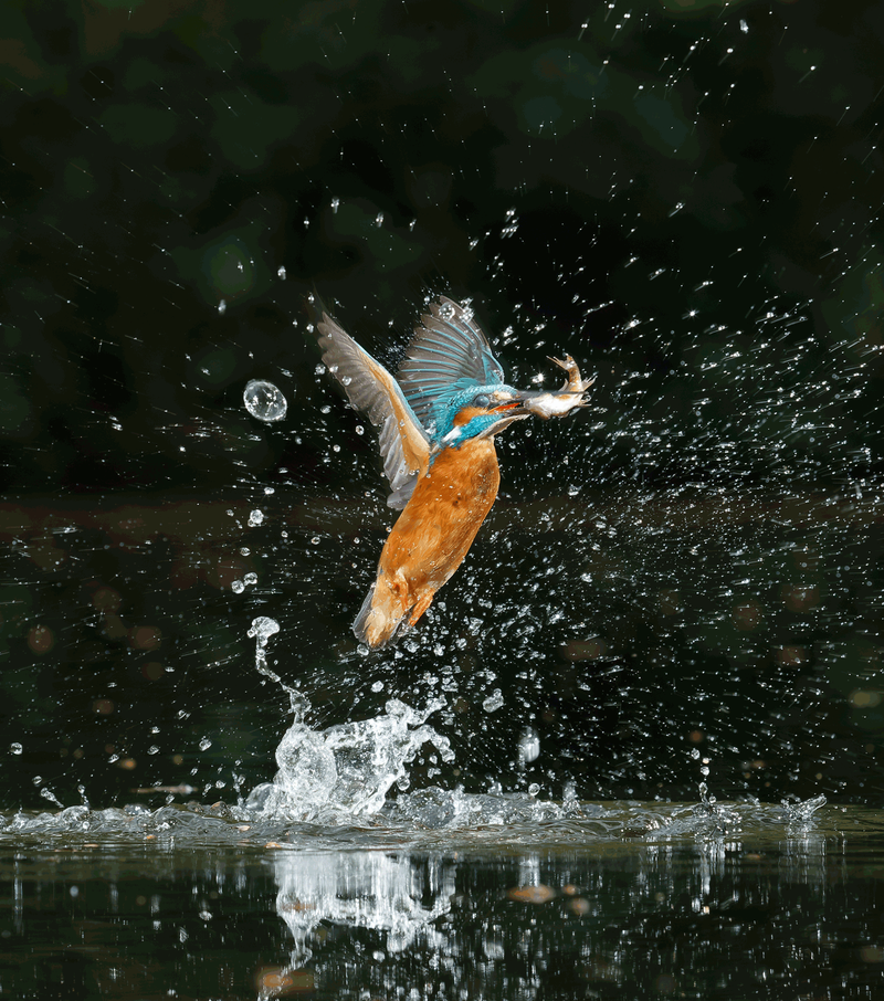 ijsvogel2