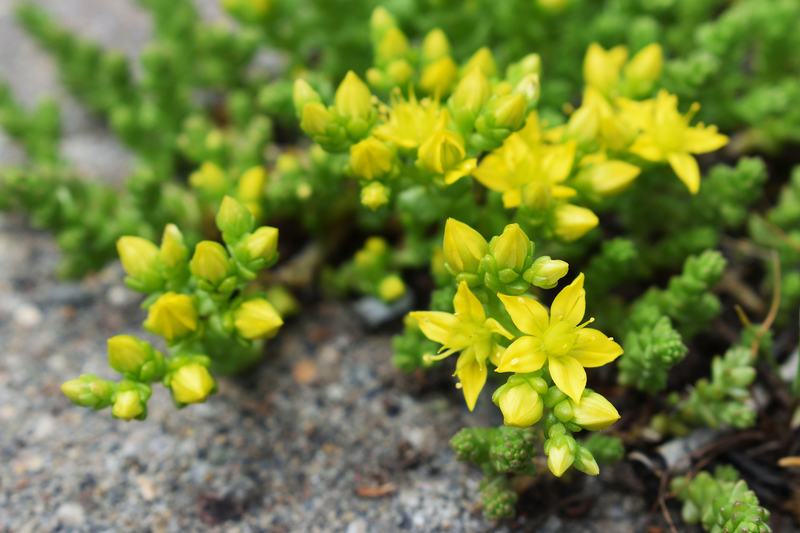 Muurpeper_1_web