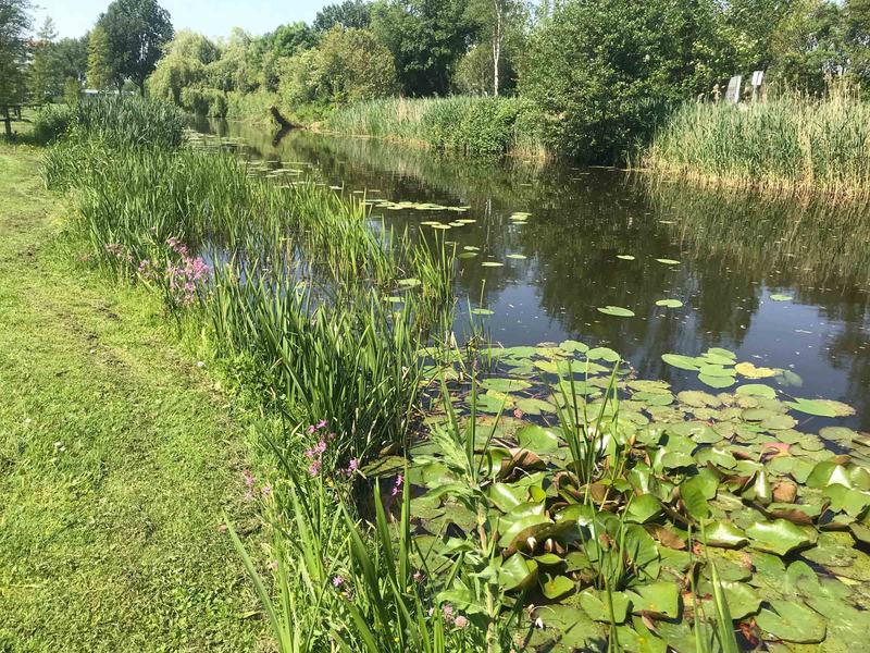 Oever- en waterplanten