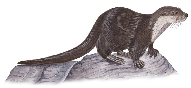 Otter-tekening