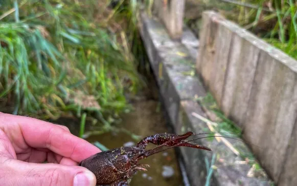 Rivierkreeft bij stuw