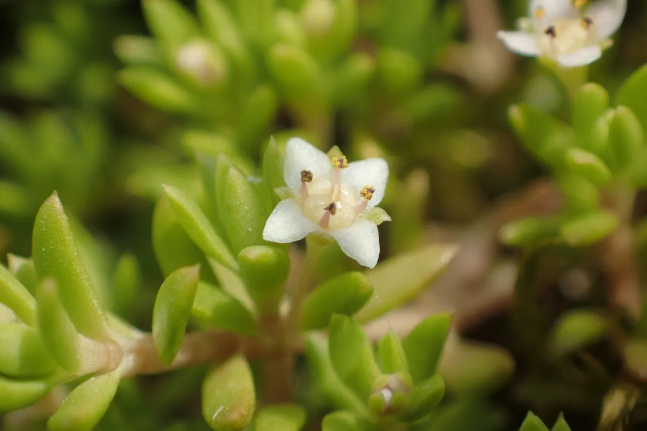 Watercrassula detail - Stef van Walsum