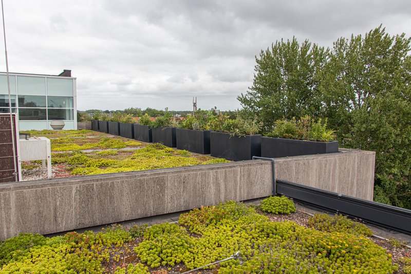 groen dak