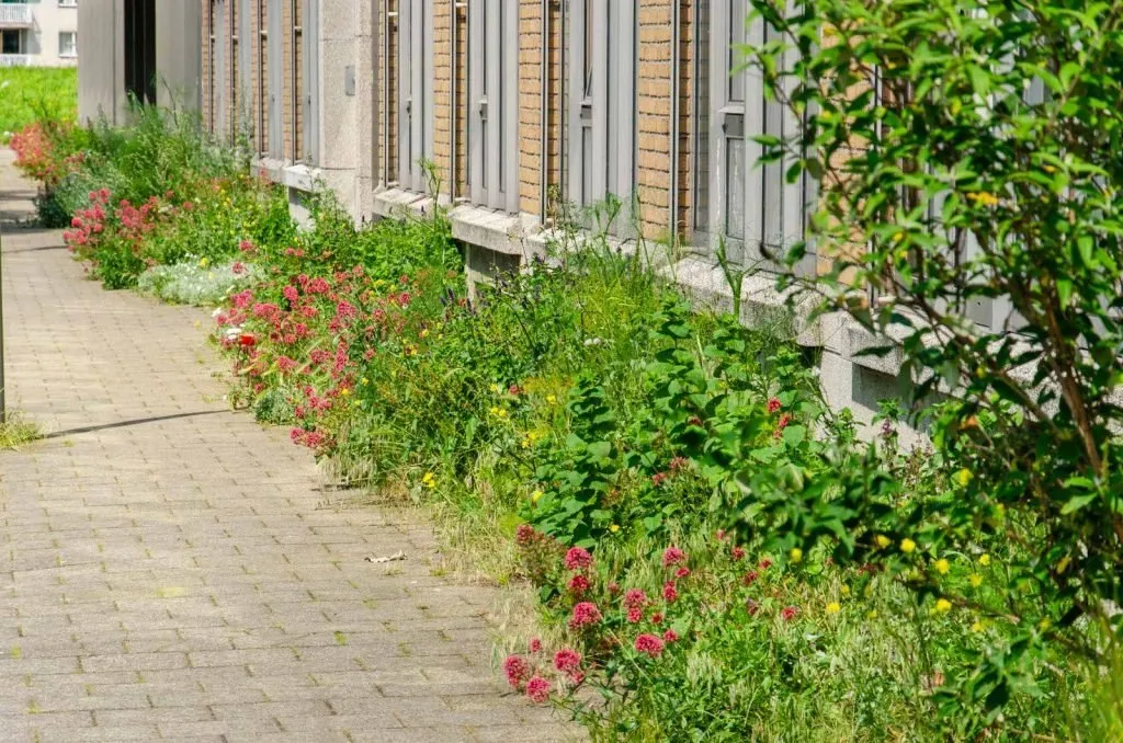 geveltuin in Rotterdam