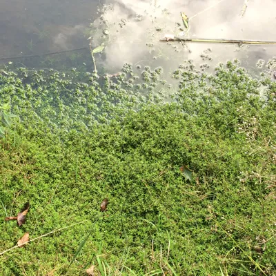 Watercrassula
