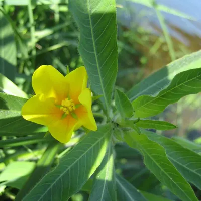 Waterteunisbloem