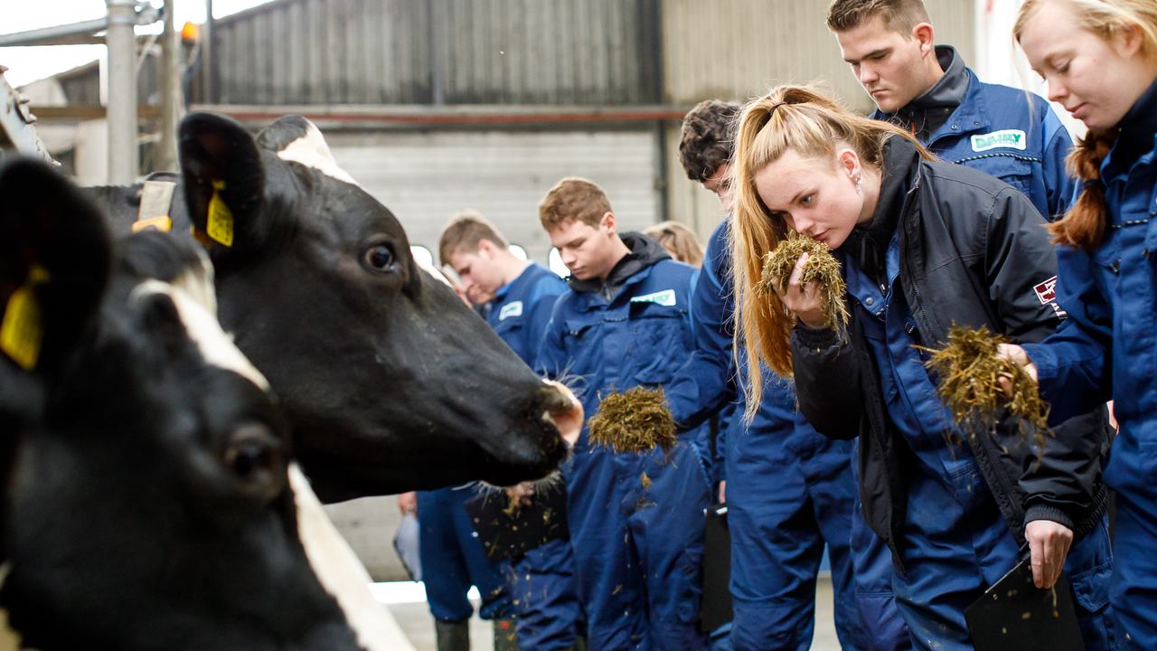 Studenten dier- en veehouderij in koeienstal