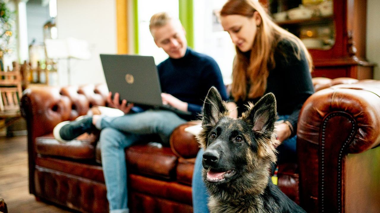 Studenten studeren diermanagement