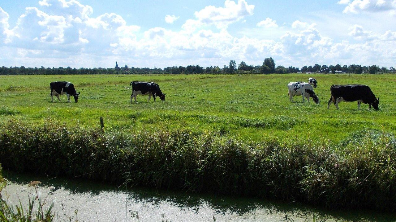 Koeien in een grasweiland in Nederland