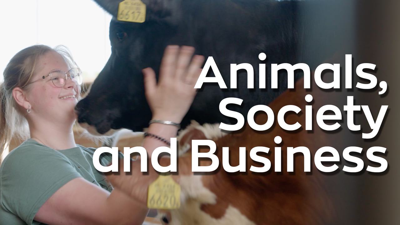 Meisje bij een koe in de video van Animals, Society and Business
