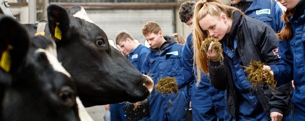 HVHL studenten Dier- en Veehouderij bestuderen veevoer in koeienstal