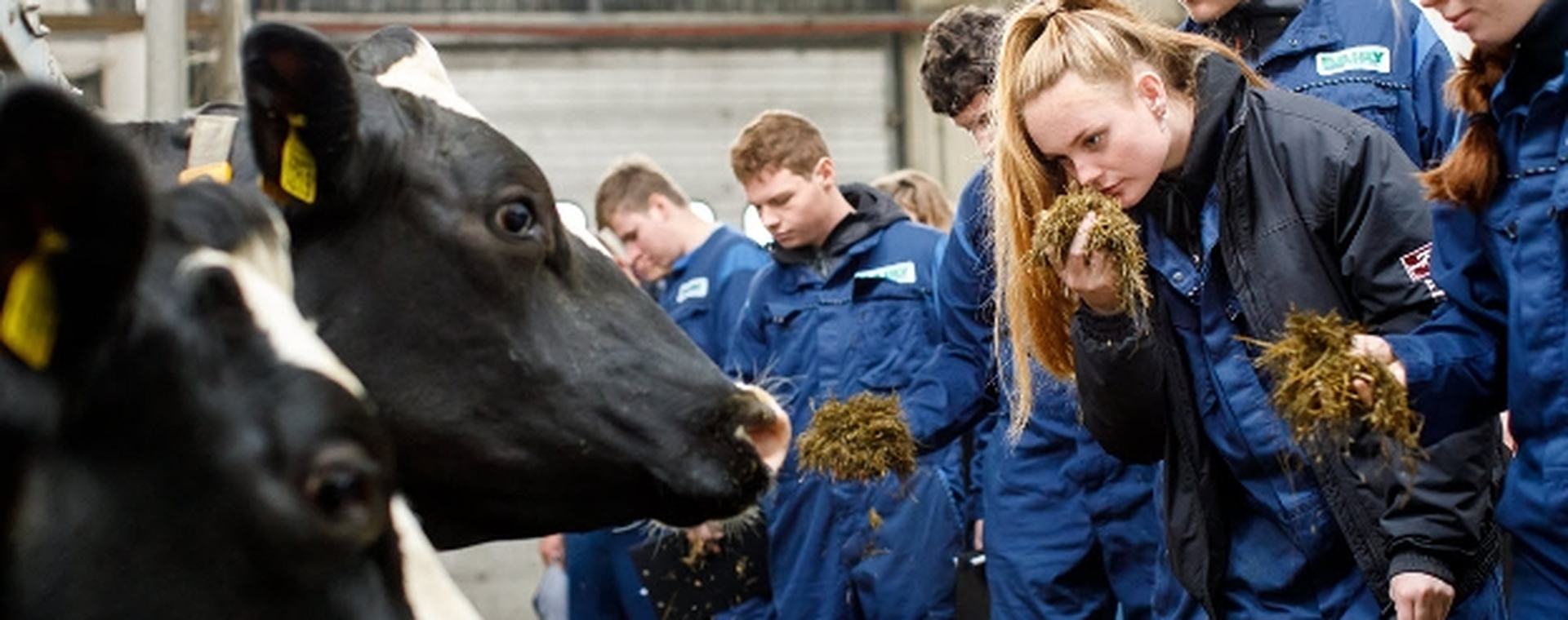 HVHL studenten Dier- en Veehouderij bestuderen veevoer in koeienstal