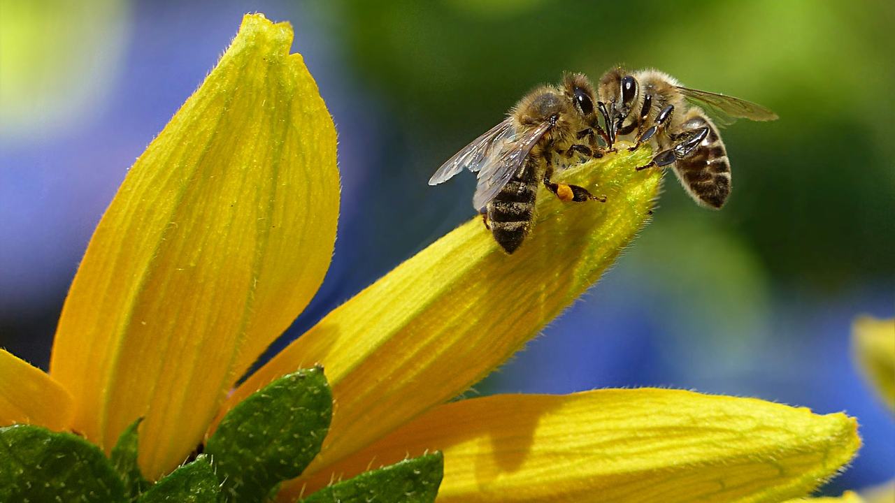 Bijen halen nectar uit een bloem
