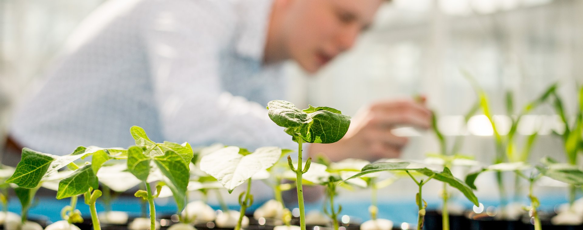HVHL Innovatieve Plantenteelt student bestudeert groei van planten in de kas