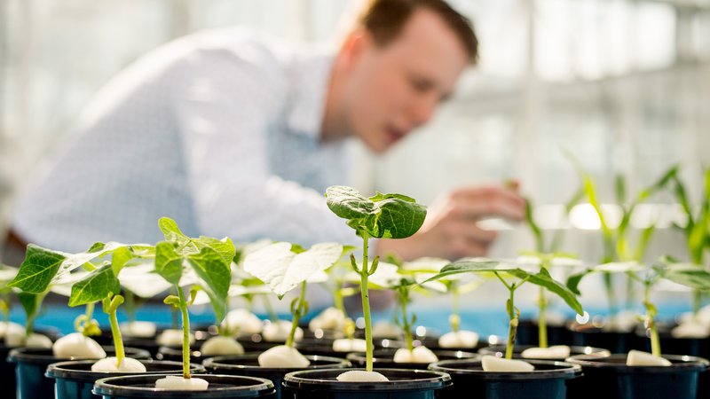 HVHL Innovatieve Plantenteelt student bestudeert groei van planten in de kas
