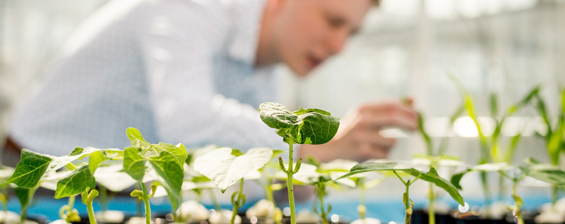 HVHL Innovatieve Plantenteelt student bestudeert groei van planten in de kas