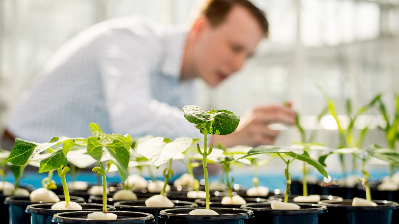 HVHL Innovatieve Plantenteelt student bestudeert groei van planten in de kas