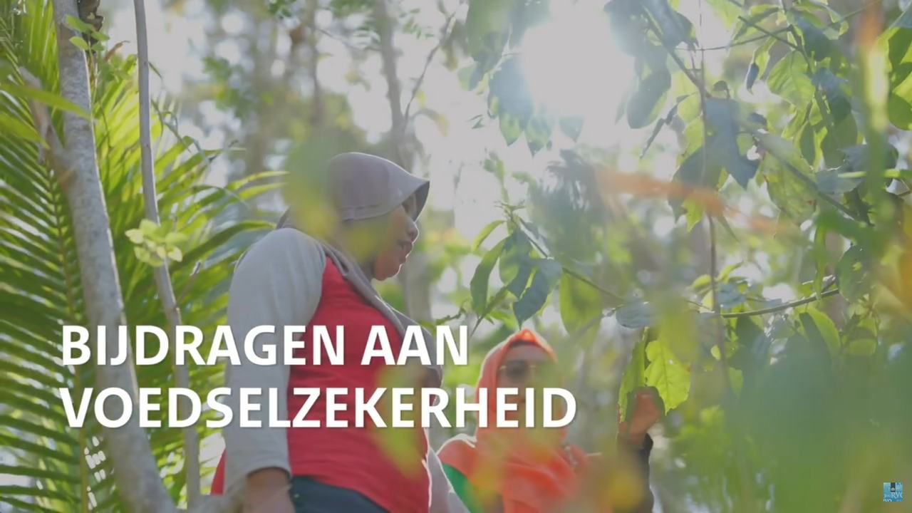 Video over boslandbouw in Indonesie