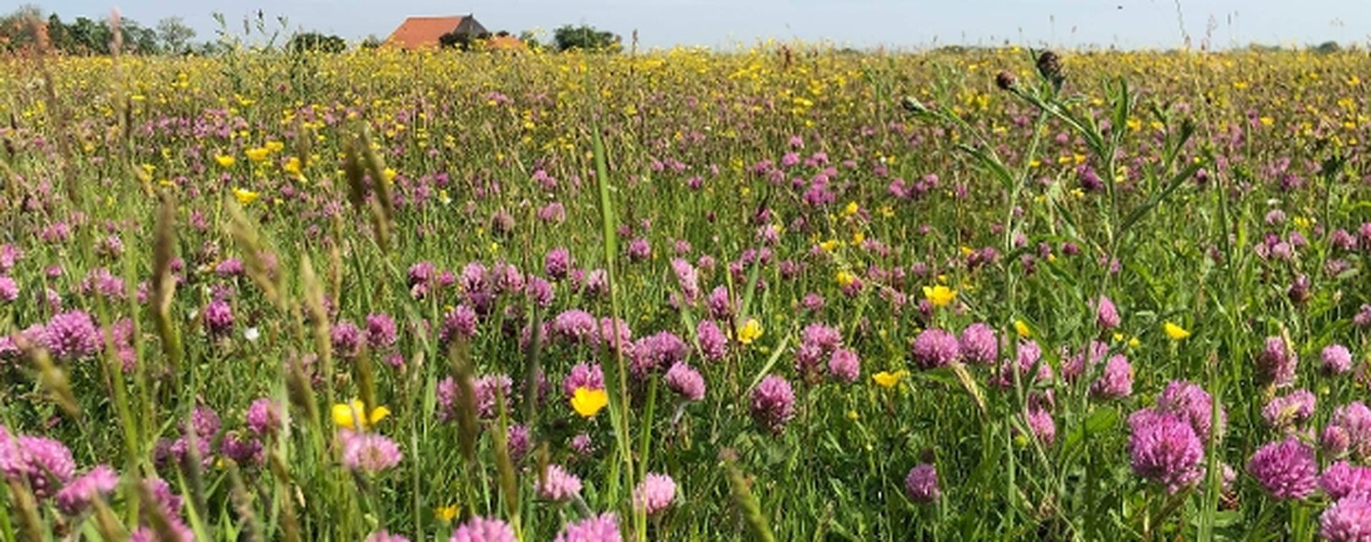 Kruidenrijk grasland met paarse bloemen