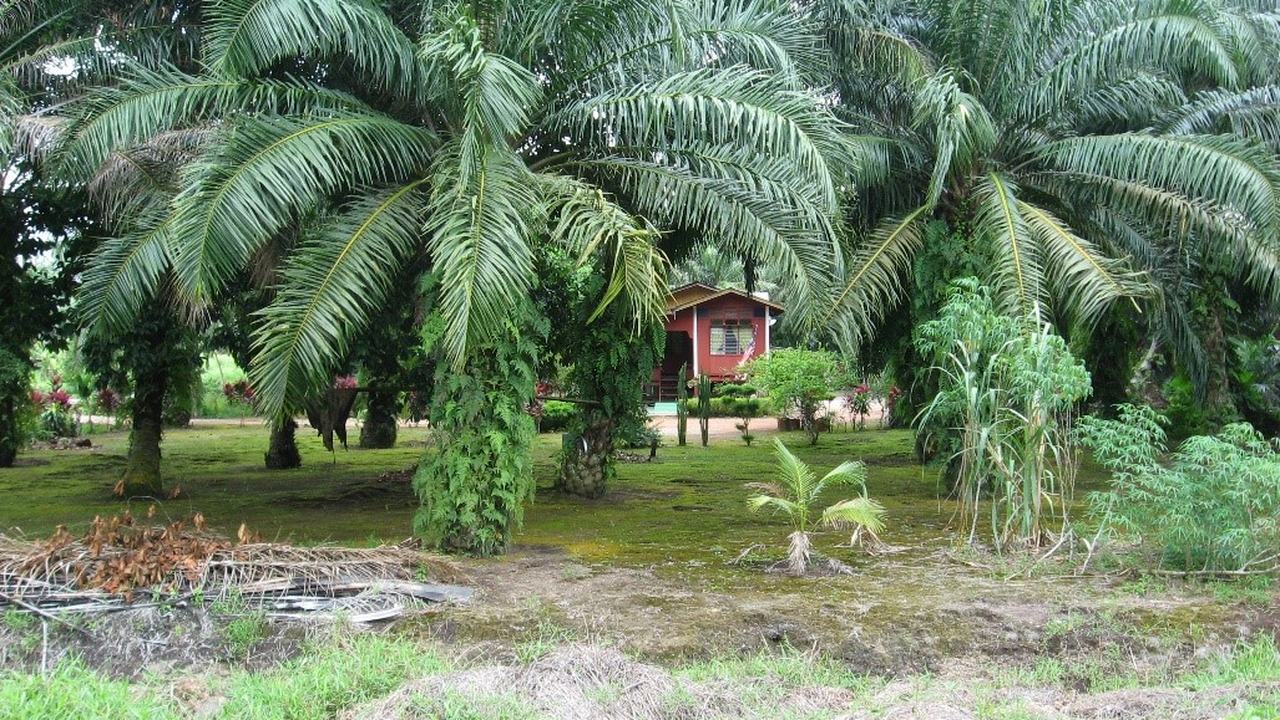 Huis in een tropisch bos met oliepalmen