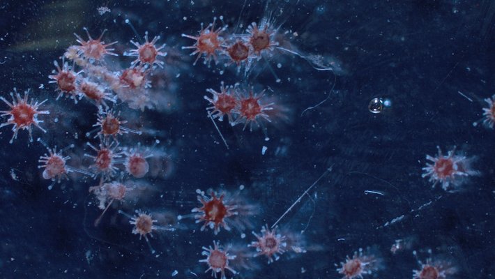 14. Diadema juveniles - Tom Wijers