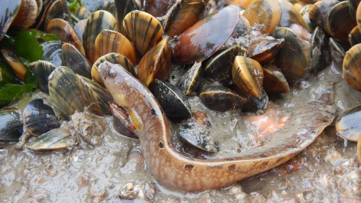 Rock gunnel pipe reef