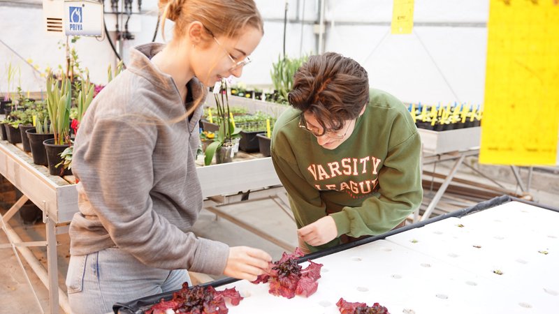 Innovatieve plantenteelt