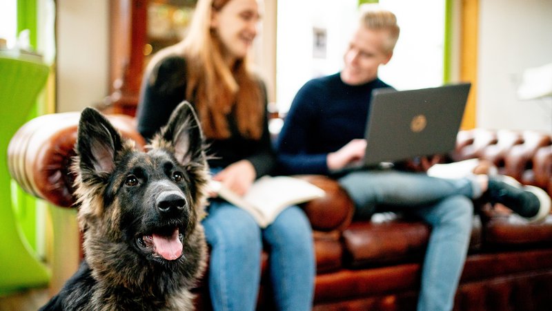 Dier 2025 main image