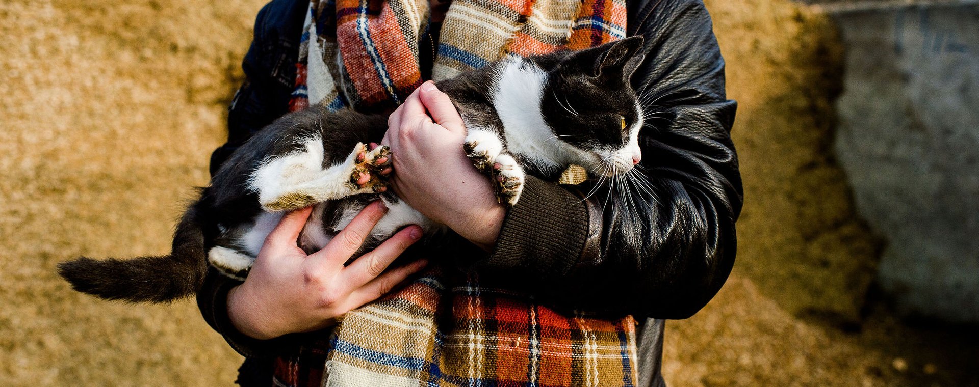 Student diermanagement met kat