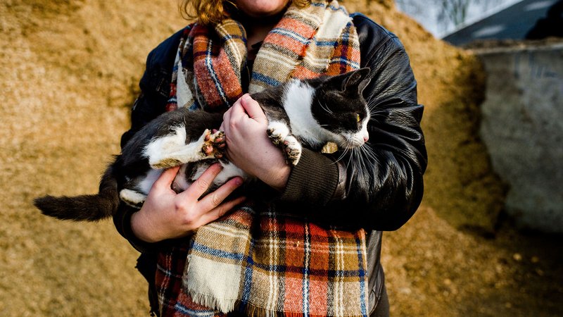 Student diermanagement met kat