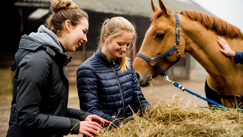 Paarden met student bij hooibaal
