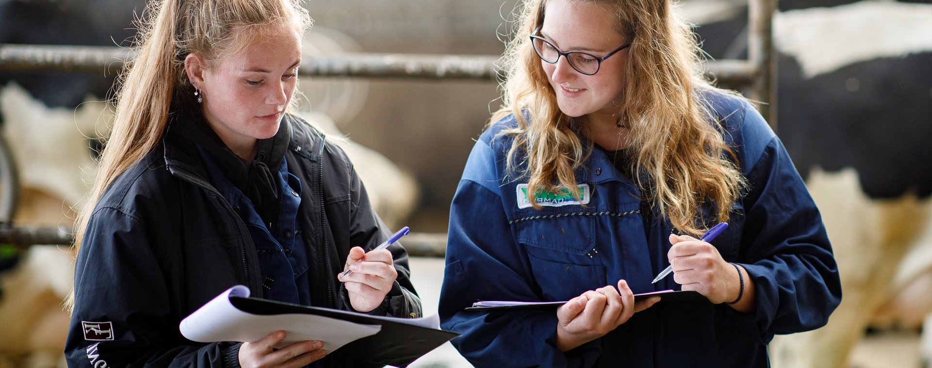 HVHL studenten Dier- en Veehouderij bestuderen veevoer in koeienstal