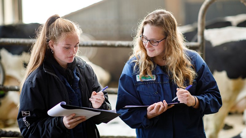 HVHL studenten Dier- en Veehouderij bestuderen veevoer in koeienstal