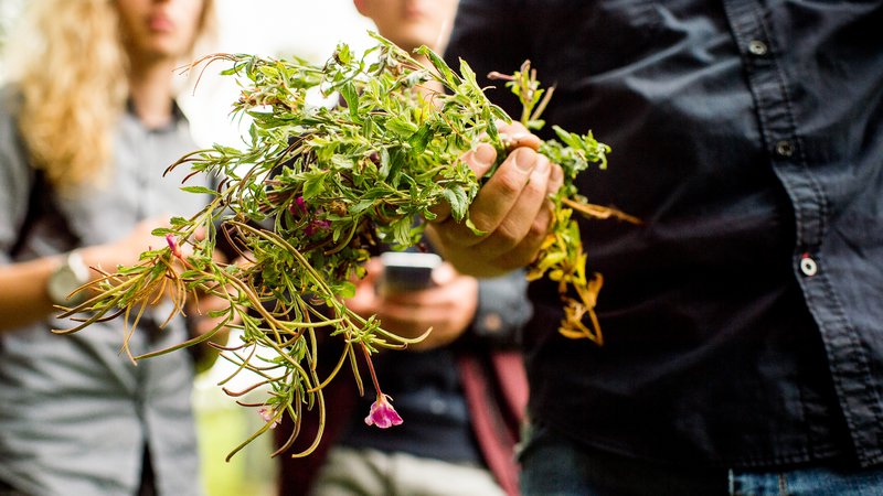 Closeup van HVHL Bos & Natuurbeheer studenten met een struik in de handen