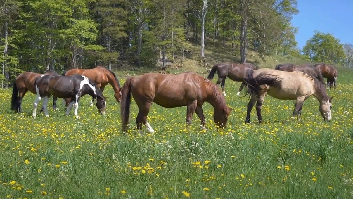 HVHL video Equus conserva voor Golden Globes