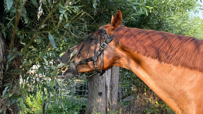 Workshop biodiverse paardenhouderijen