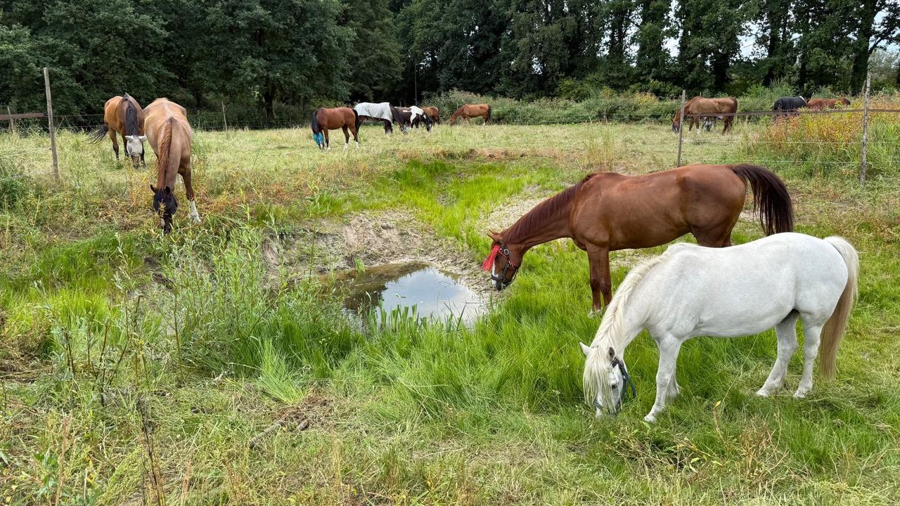 Workshop biodiverse paardenhouderijen