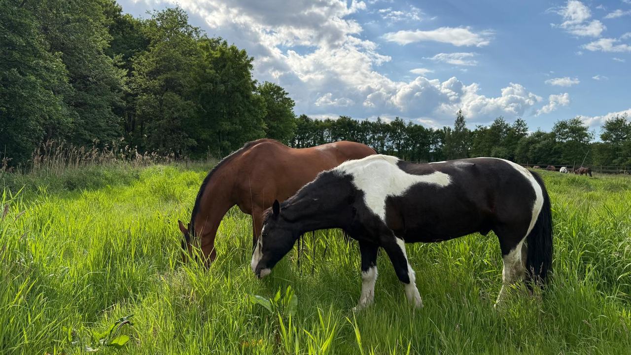 Workshop biodiverse paardenhouderijen