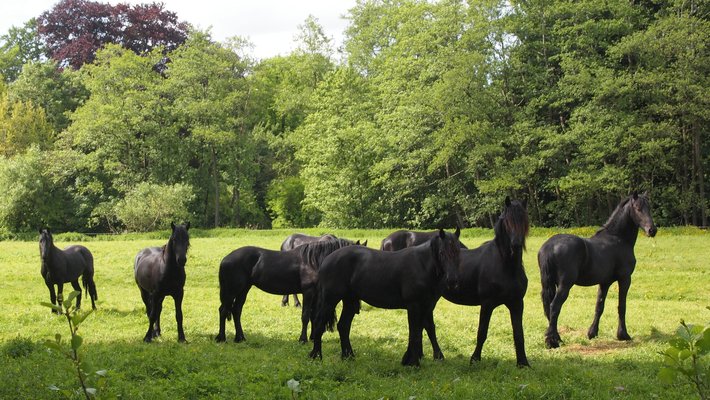 Masterclass beschutting dieren